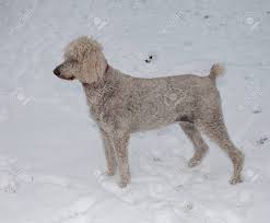 We did not find results for: Weiss Standard Franzosisch Pudel Der Im Schnee Ist Lizenzfreie Fotos Bilder Und Stock Fotografie Image 25851746