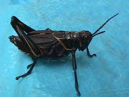 The test for mole crickets. The Cricket Is A Good Luck Animal And If You See One In Your Home Particularly On Your Hearth You Are To Make A Wish If Y Amusing Cricket Crickets Insect