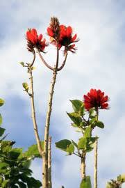 Image result for Erythrina madagascariensis
