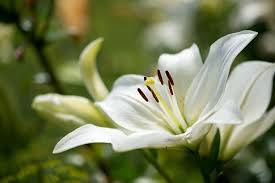 Mary jane vaughan funeral flowers. Special Mum Among This Week S Burton Funeral Notices Derbyshire Live