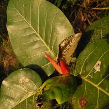 Image result for Ficus trichopoda