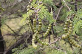 Image result for Acacia grandicornuta