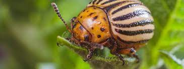 That has actually worked out pretty well, but my bigger problem are my other plants. Potato Bug Control Options Facts Products More