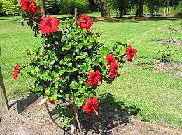 #bungaraya #ruclipchannelakubiomed perkakas yang bunga raya lagu sabah versi dusun hiburan kampung2 #studio recording it korner production tmprli. Jenis Bunga Raya Dan Gambar Mereka Hibiscus