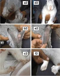 Image result for scabies rabbits ears