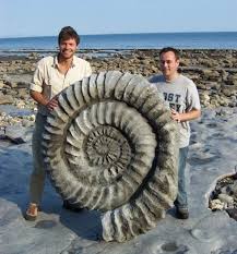 Giant Ammonite Fossil | Fossils, Prehistoric animals, Fossil