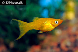 Mollies are also known as black mollies, lyretails, liberties, sailfins, short fins, goldens, ghost pearls, red sunsets, balloons and dalmations. Molly Fish Care Size Life Span Tank Mates Breeding