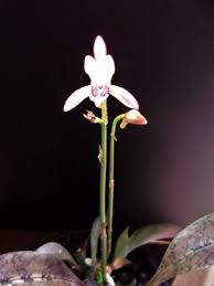 Image result for Oeceoclades maculata × quadriloba