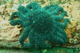 Image result for Pycnobotrya