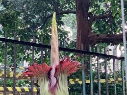 Kubisme itu seni lukis yang cenderung melakukan abstraksi pada suatu objek. Bunga Bangkai Raksasa Di Kebun Raya Bogor Mekar