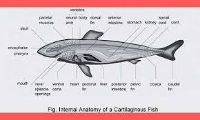 Maybe you would like to learn more about one of these? Fish Definition And Characteristics Biology Edu Care