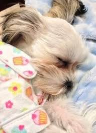 Baby newborn puppy crying loudly after revived from the vet saving puppy. Shih Tzu Sleep And All Sleeping Issues