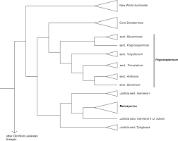 Image result for Pogonospermum attenuifolium