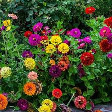 Produkte für gewerbe und wissenschaft. Zinnia Seeds State Fair Mix Flower Seeds In Packets Bulk Eden Brothers