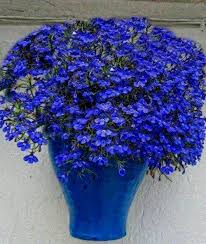 Image result for image of awesome things that are blue