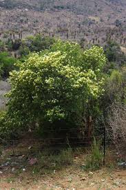 Image result for Maerua angolensis