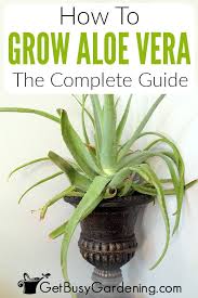 What kind of soil is it in? Aloe Vera Plant Care How To Grow Care For Your Aloe Plants