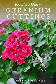 How To Take Cuttings From Geraniums Pelargoniums Empress Of Dirt Growing Geraniums Geraniums Geraniums Garden