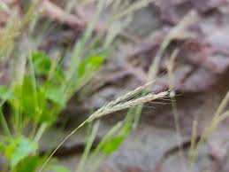 Image result for Arthraxon lancifolius