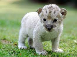 Baby Lion Cute Baby Animals Cute Animals Baby Animals