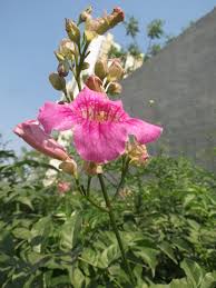 Image result for Cyphia mazoensis