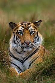 Pin By Tanya Essex On Tigers 2019 Animals Beautiful Animals Wild Wild Cats