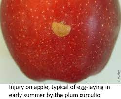 The plum curculio (conotrachelus nenuphar) is the most serious insect pest of apples and among the most destructive insect pests of peaches. Injury On Apple By Plum Curculio Vegetable Fruit Insect Pest Management