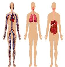 How Do Your Digestive Respiratory And Circulatory System Work Together Enkimd