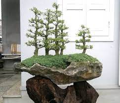 You Can Enjoy Life In A Way Most People Don T Want To Find Out How Contact Me And Let S Talk Www Beyondletting Go C Bonsai Forest Bonsai Tree Bonsai Art