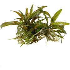 Bio Aquatic Cuce Kripto Cryptocoryne 1 Kok Akvaryum Bitkisi Fiyati