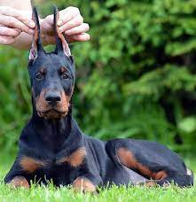Pin On Doberman Pinscher