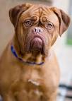 Turner & Hooch (1989) - IMDb