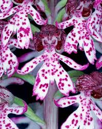 Image result for Orchidaceae