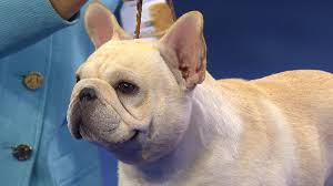 National Dog Show French Bulldog 2017 Non Sporting Group Nbc Sports