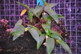 Image result for Begonia rubronervata