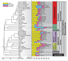 See a recent post on tumblr from @animalids about euarchontoglires. Pdf Frequent Expansions Of The Bitter Taste Receptor Gene Repertoire During Evolution Of Mammals In The Euarchontoglires Clade Semantic Scholar