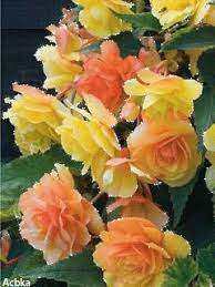Download Animated 240x320 Cvety Cell Phone Wallpaper Category Flowers Beautiful Flowers Pretty Flowers Amazing Flowers