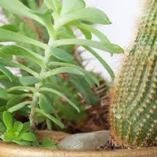You could even plant it in hanger pots allowing the long stems to fall beautifully over the pot. Growing Cactus House Plants Thriftyfun