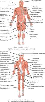 Human anatomy for muscle, reproductive, and skeleton. 11 2 Naming Skeletal Muscles Anatomy And Physiology Openstax