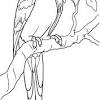 Coloring pages with exotic tropical birds. 1