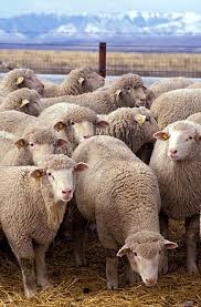 Mouton Wikipedia