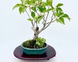 Image result for Ficus tettensis