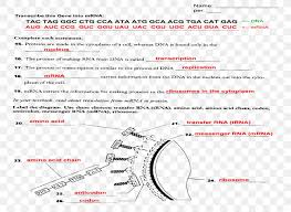 Transcription translation practice worksheet fill in with the mrna strand then translate to the amino acid sequence 1 dna. Translation Worksheet Text Transcription Png 800x600px Translation Area Biology Diagram Dna Download Free