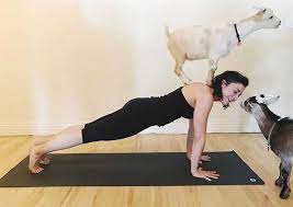 Maybe you would like to learn more about one of these? Goat Yoga Los Angeles Goat Yoga Santa Monica Only At Laughing Frog