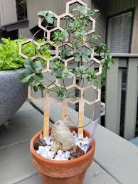 Image result for Trochomeria