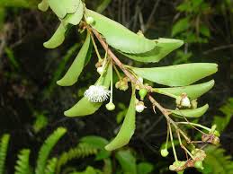 Image result for Aphloia theiformis