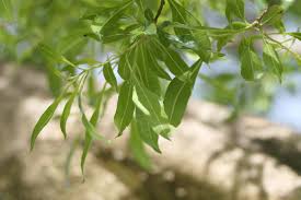 Image result for Heteropyxis natalensis