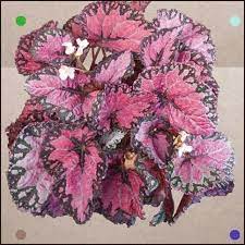 Maui Mist Begonia Rex Hybrid Accessible From Flower Seeds Begonia Bulbous Plants