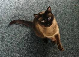 Seattle humane rescues pets in need and connects them with families by providing veterinary rescuing animals since 1897. Saturday 16 Adorable Kittens And Lovable Mature Cats At City S West Seattle Adopt A Thon West Seattle Blog