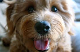 The teddy bear cut is for the owners who are looking for a low maintenance haircut. How To Tell If A Goldendoodle Puppy Will Be Curly 3 Steps To Determine The Perfect Hair Type Goldendoodle Advice